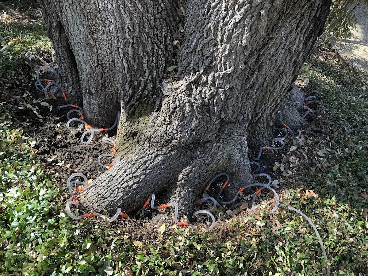 Detailed Tree Cabling and Bracing job site in Daytona Beach