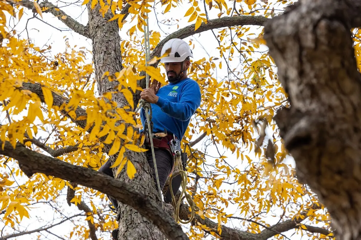 Skilled Tree Trimming crew working in Daytona Beach
